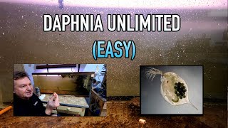 How I Raise Daphnia Water Fleas And You Can Too [upl. by Zoellick]