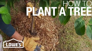 How to Plant a Tree [upl. by Alleuol]