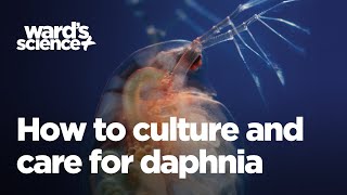 Caring and Culturing for Daphnia [upl. by Neirb]