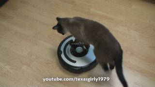 Cat shows HOW TO use iRobot Roomba Vacuum [upl. by Brunhild]