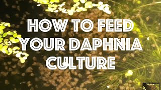 How To Feed Your Daphnia Culture [upl. by Dobb]