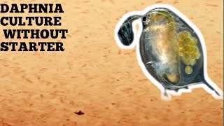 HOW TO CULTURE DAPHNIA NATURALLY WITHOUT A STARTER [upl. by Fitzger]