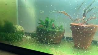 Daphnia Culturing Snails or no snails [upl. by Khudari172]