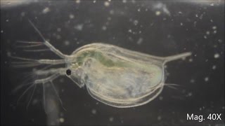 Daphnia magna under the Microscope [upl. by Yaresed]