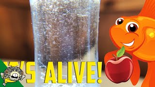 How to culture Vinegar Eels The EASY Way Live Fish Food [upl. by Norrat285]