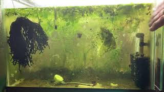 Scuds Daphnia Cherry Shrimp Copepods My aquatic food culture [upl. by Girvin]