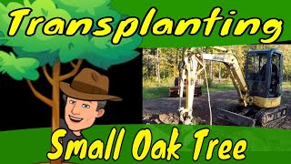 Transplanting Small Oak Tree [upl. by Suivatnad]