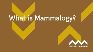 What is Mammalogy [upl. by Smart]