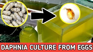 HOW TO HATCH DAPHNIA EGGS  HOW TO CULTURE DAPHNIA [upl. by Ontine]