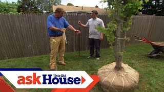 How to Plant a LargeShade Tree  Ask This Old House [upl. by Berardo]