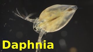 Daphnia [upl. by Horne]