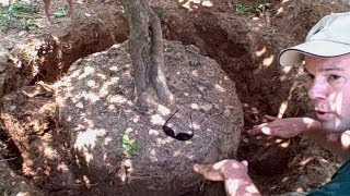 How to Transplant a Tree or Shrub  Newtown CT Landscaper  Landscape Designer [upl. by Neelyk]