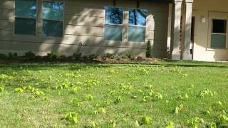 How to Minimize Tree Saplings in your Yard [upl. by Ardena]