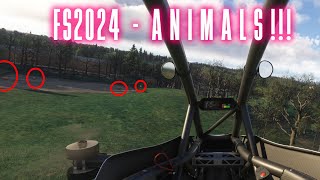 Finding ANIMALS in MSFS2024 [upl. by Krasnoff420]