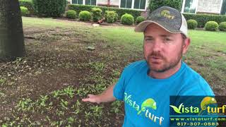 How to get rid of Oak tree saplings [upl. by Bodi]