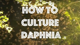 How To Culture Daphnia Magna [upl. by Levine597]