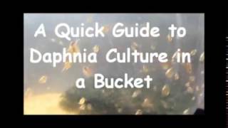 How to culture daphnia outside [upl. by Cleo]