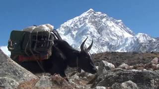 Himalaya  The Yaks of Mt Everest [upl. by Offen687]