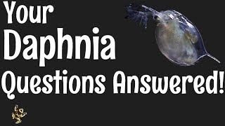 Daphnia Questions Answered [upl. by Flanna]