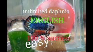 daphnia moina culture Easy way Unlimited production English  with sub Green water Chlorella [upl. by Mikeb677]