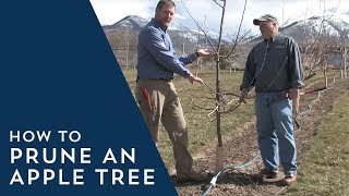 How to Prune an Apple Tree [upl. by Akinej647]