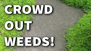 TEN Ground Covers for Weed Control 2019 May Urban GardenEdible Landscape Tour Albopepper Walkthru [upl. by Behl]