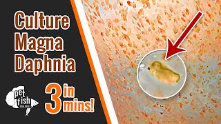 How to culture DAPHNIA MAGNA  The easy way [upl. by Cogswell638]