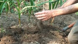 Harvesting Curing and Storing Garlic [upl. by Yrallih]