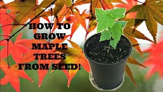 How to Grow Maple Trees from Seed [upl. by Aihtibat]