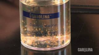 How to Care for Daphnia [upl. by Farwell790]