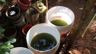 How to grow Green Water Algae [upl. by Idoux]