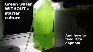 Green Water WITHOUT a Starter Culture  From Scratch  How To [upl. by Ataeb]