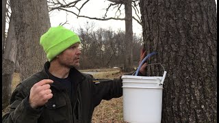 Black Walnut Syrup Part 1 Tapping the Trees [upl. by Brewster]