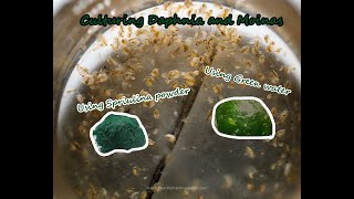 How To Culture Daphnia and Moinas using Green Water Spirulina powder [upl. by Ahseinaj905]