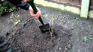 How to Plant a Tree Sapling [upl. by Jerald269]