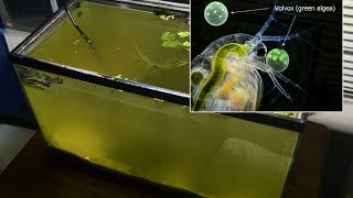 Raising Daphnia for the Freshwater Aquarium [upl. by Arded]