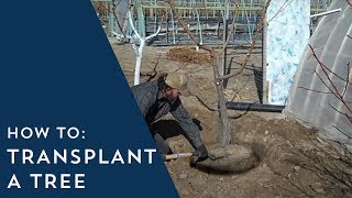 How to Transplant a Tree [upl. by Athal129]