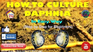 HOW TO CULTURE DAPHNIA In Easy Way [upl. by Eelannej16]